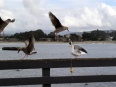 Seagulls fighting on a pier railing in Monterey